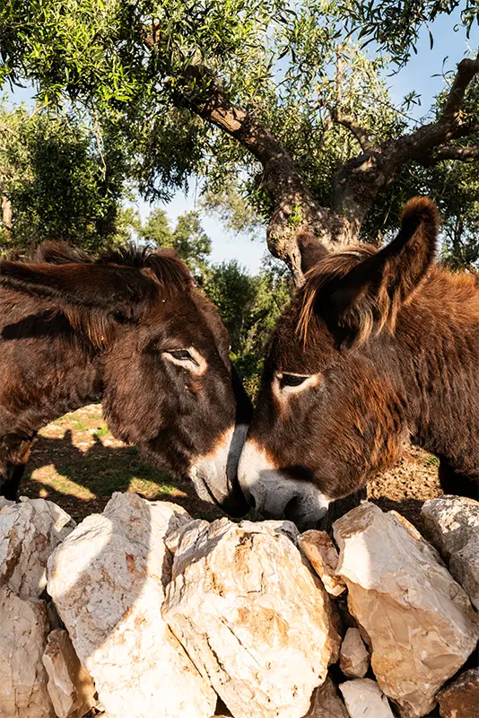Masseria