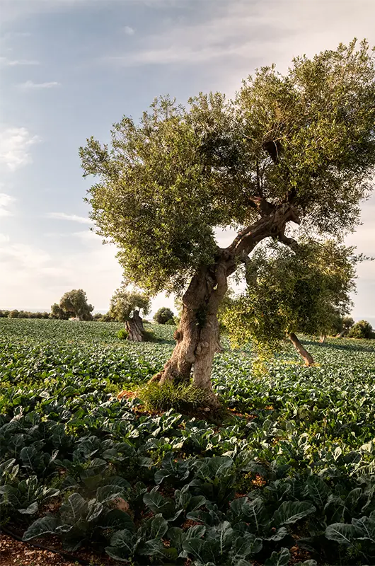 Masseria